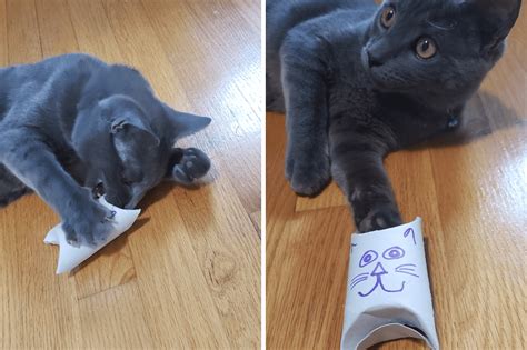 Five Homemade Cat Toys That Anyone Can Make Cattitude Daily