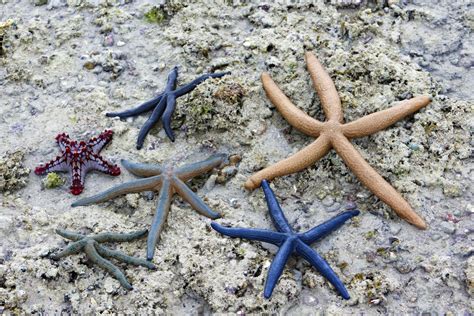 Starfish Free Stock Photo Public Domain Pictures