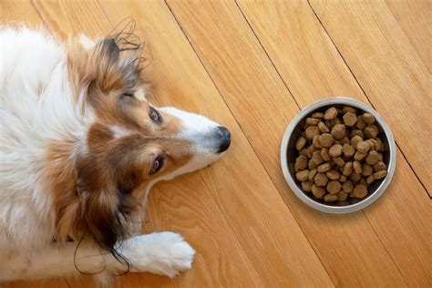 Which Are The Worst Dog Food Brands To Avoid