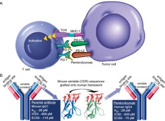 Pembrolizumab KEYNOTE 001 An Adaptive Study Leading To Accelerated