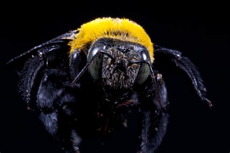 I didn't want to use harsh chemicals to kill off such a. Biology and habits of carpenter bees - Wasp Control Services