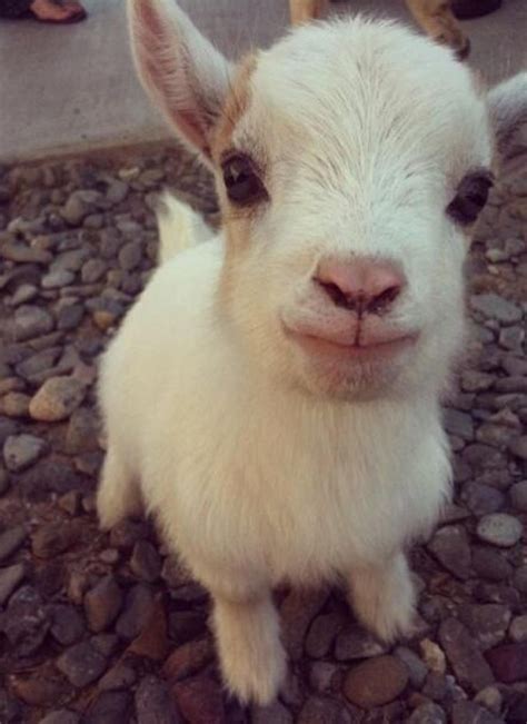 Baby Goat Cute Baby Animals Pinterest