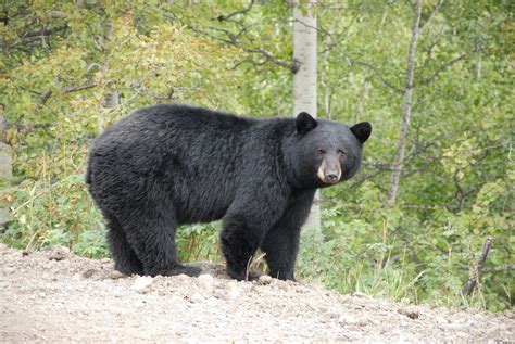 17 Bears Killed So Far In Revelstoke This Season Revelstoke Mountaineer