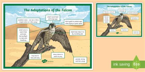 Falcon Adaptation A4 Display Poster Teacher Made