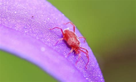 Do tiny red spider bites? spider mite control and treatments for the home yard and ...