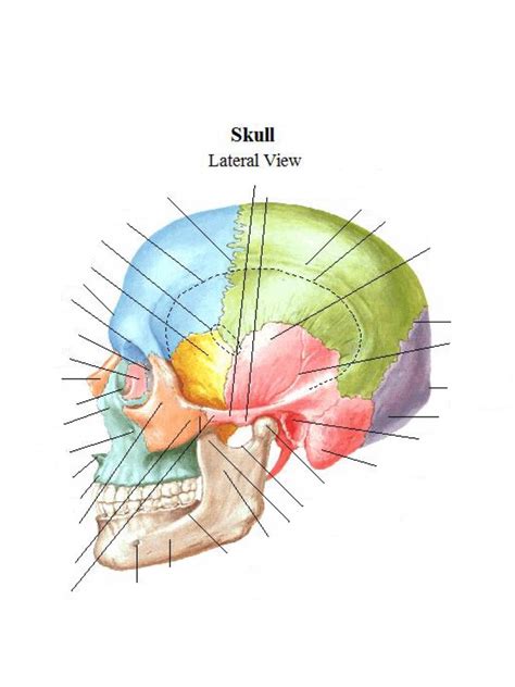 Skull Lateral View Diagram Quizlet