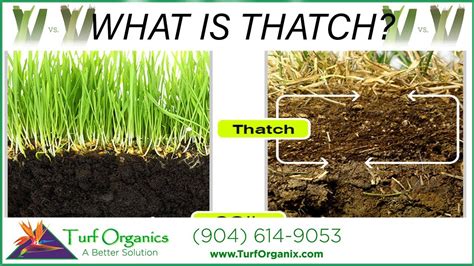 How to get rid of thatch naturally? How To Treat Thatch In Lawns | TcWorks.Org