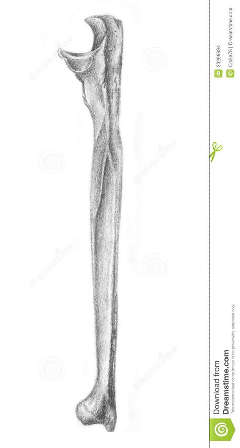 The names of arm and hand muscles provide clues to their location, function, or size. Human Anatomy - Bone Of The Arm Stock Illustration - Illustration of medical, human: 23296694
