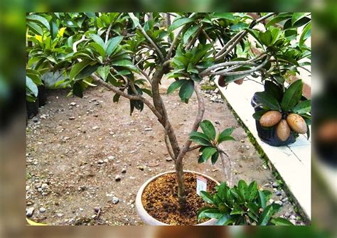 Buah tin atau buah ara dapat ditanam di dalam pot asal diletakkan di tempat hangat yang mendapatkan banyak sinar matahari. Cara Menanam Buah Sawo Dalam Pot | KampusTani.Com