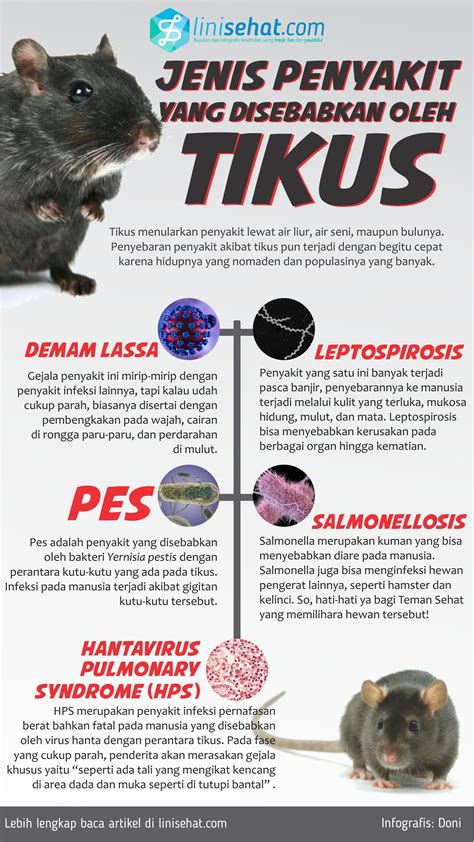 Penyakit Yang Disebabkan Oleh Tikus - Homecare24