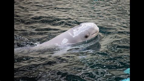our beluga calf s sex and name reveal youtube