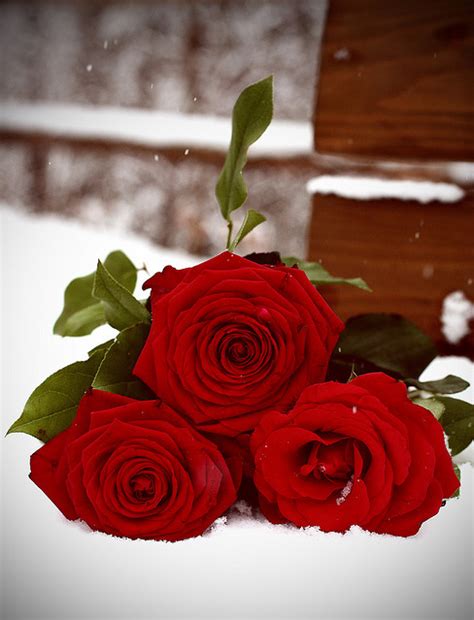 Beautiful Red Red Roses Roses Snow White Image
