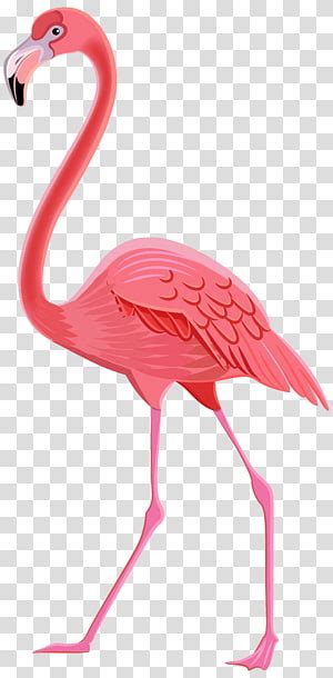 Flamingo Cartoon Png