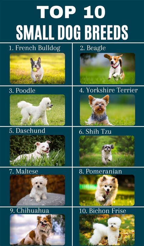 Small Dog Breeds Top 10 Dogs For Your Home Cute Dogs Breeds Cutest