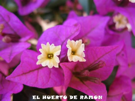 El Huerto De Ramón Flores De Plantas Ornamentales Ii