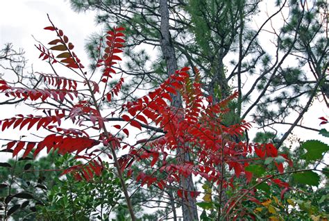 Winged Sumac Landscaping With Florida Native Plants
