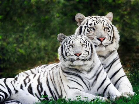 Animals Of The World White Tiger