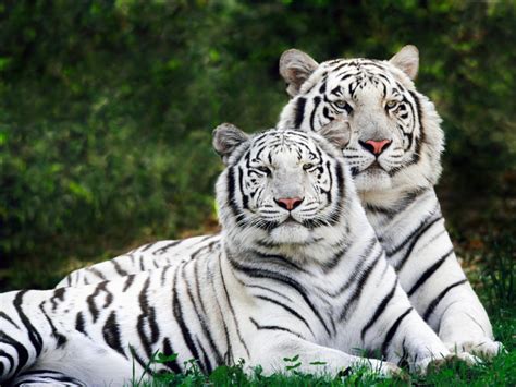 Última hora sobre el mundo animal. Animals of the world: White Tiger