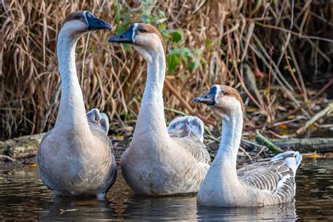 Schwanengänse Anser Cygnoides Foto And Bild Tiere Wildlife Wild