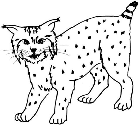 Coloring Pages Of Bobcats Coloring Pages