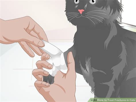 They could either surgically create a hip for the cat or am. How to Treat Fractures in Cats: 11 Steps (with Pictures ...