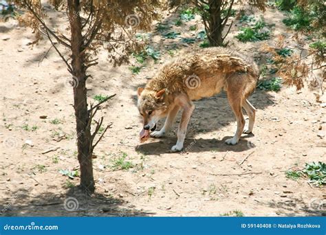 Hungry Wolf Prey Stock Photo Image Of Look Mammal 59140408