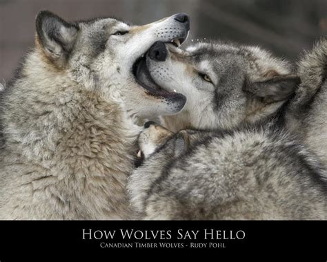 How Wolves Say Hello Photograph By Rudy Pohl