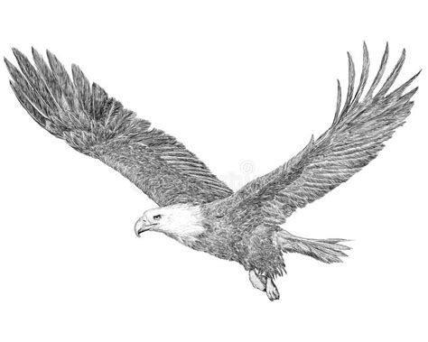 Bald Eagle Flying Hand Draw Sketch Black Line On White Background