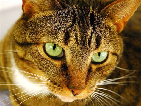 Wallpaper Closeup Nose Whiskers Wild Cat Eye Fauna 1600x1200 Px