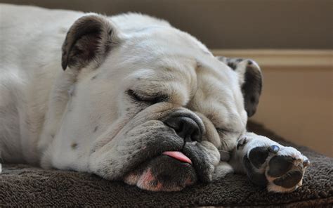 How Much Do Old English Bulldogs Sleep