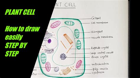 How To Draw PLANT CELL For Class To Step By Step Demonstration Simple And Easy Bio