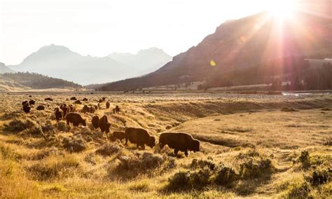 Ken Burns Latest Chronicles The Slaughter And Revival Of The American Buffalo Explore Big Sky