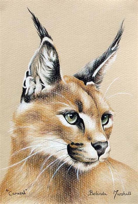 How to create a pencil brush in photoshop. Color Pencil Drawing Techniques: How To Use Colored Pencils
