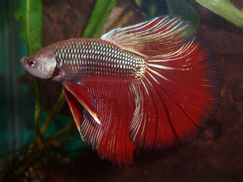 Betta Siamese Fighting Fish Colorful Tropical Wallpapers Hd