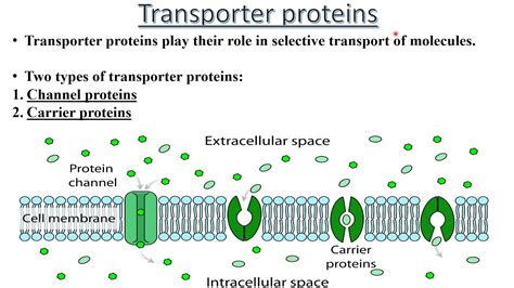 One type, called the extrinsic proteins, is loosely attached by ionic bonds or calcium bridges to the electrically charged. Transporter Proteins (Basics) | carrier & channel mediated ...
