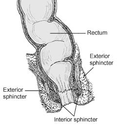 Sphincter Muscle Definition Function Study Com