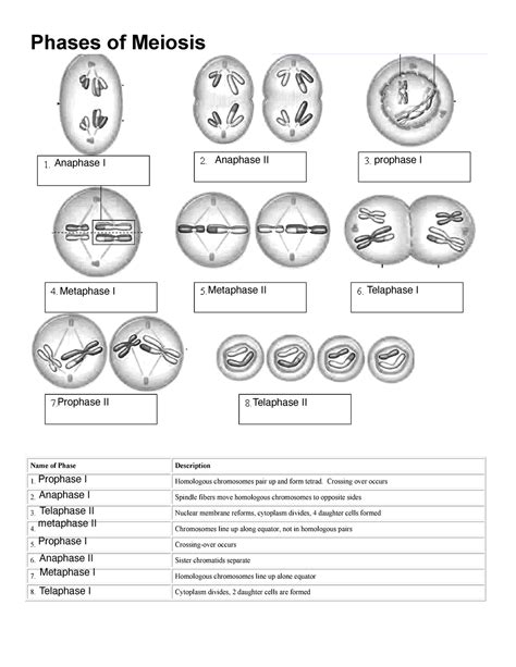 Meiosis Worksheet Fillable Phases Of Meiosis Name Of Phase The Best Porn Website