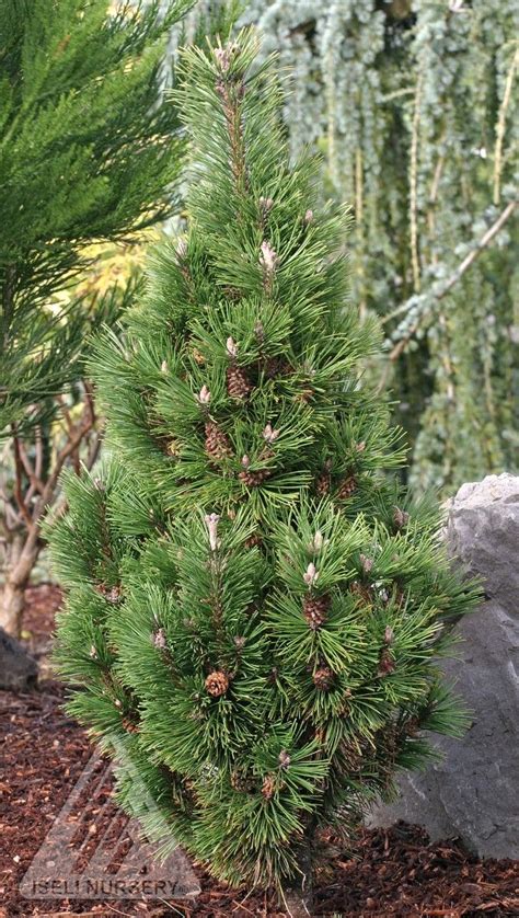 Its slow growth habit makes this evergreen ideal as a specimen in smaller gardens, or massed to make a bold statement in larger landscapes. Columnar Dwarf Mugo Pine - Plant Library - Pahl's Market ...