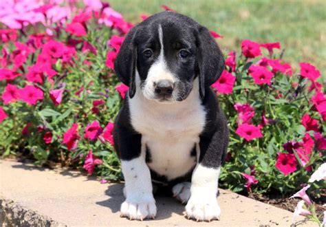 Tootsie Bernese Mountain Dog Mix Puppy For Sale
