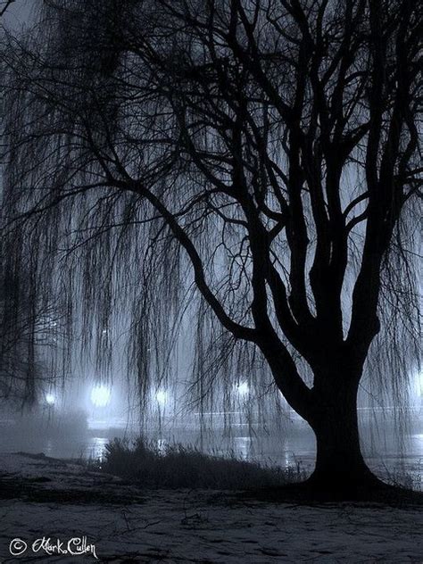 Night Willow Willow Tree Tattoos Willow Tree Weeping Willow Tree