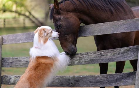 Dog And Horse Wallpapers Wallpaper Cave