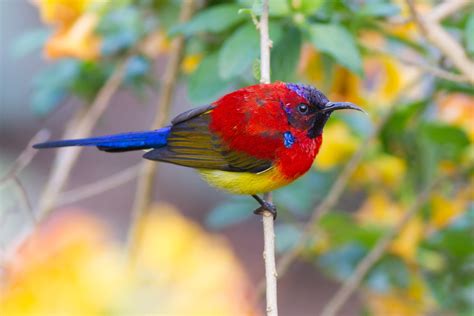 Mrs Goulds Sunbird Naturetrek Wildlife Holidays Flickr