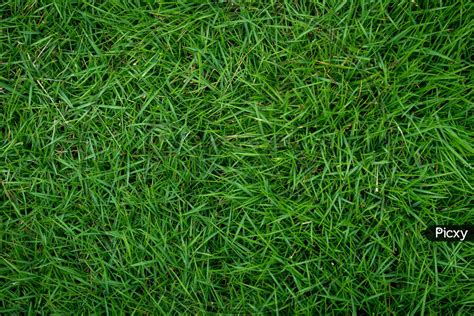Image Of Top View Of Nature Green Grass Background Garden Grass