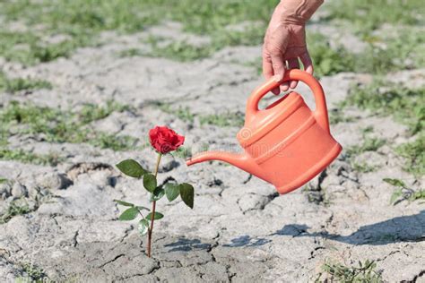 Watering A Rose Stock Photo Image Of Leaf Blossom Arid 25306450