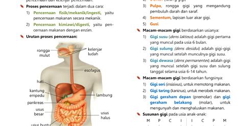 Organ Organ Pencernaan Pada Manusia Contoh Poster Sistem Pencernaan Porn Sex Picture