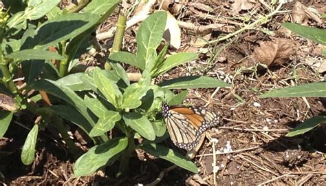 Faded Fos Monarch Butterfly Lays Eggs In San Antonio