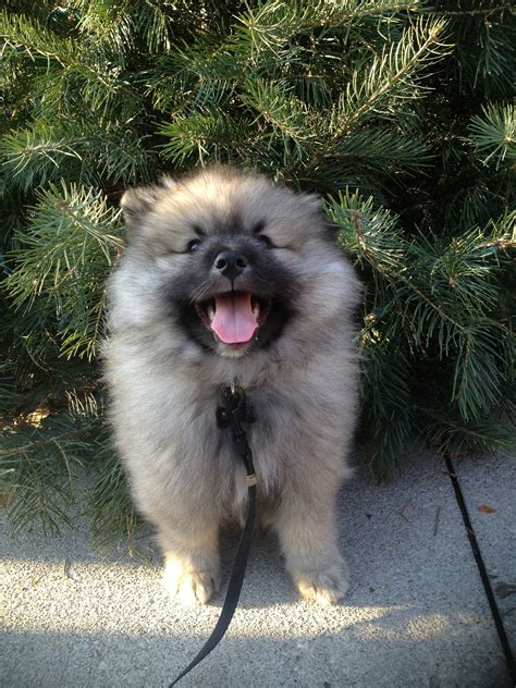 My Keeshond Puppy Named Baarlo Keeshond Puppies Dogs Pets