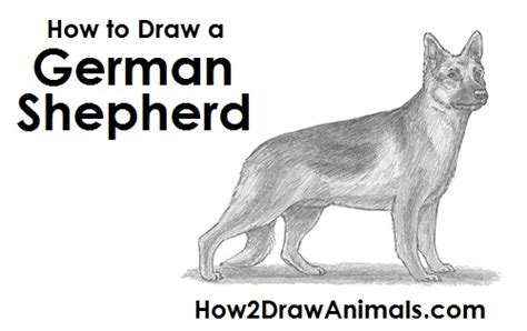 How To Draw A Dog German Shepherd Video And Step By Step Pictures