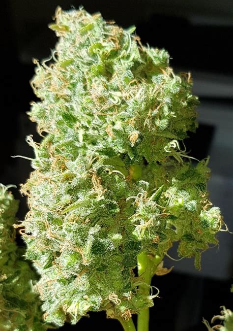 Frosty Nug Shimmering In The Bright Sunlight Autoflowers