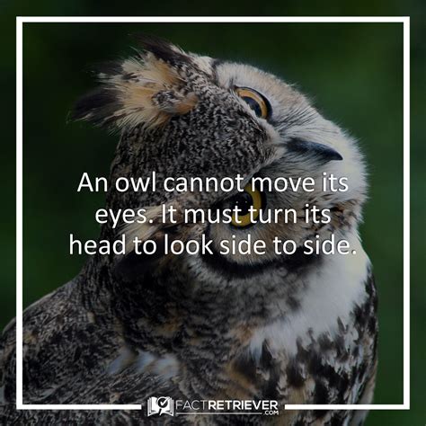 53 Interesting Facts about Owls | FactRetriever.com | Owl facts, Owl, Bird facts